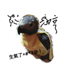 bird tachi（個別スタンプ：3）