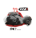 bird tachi（個別スタンプ：4）