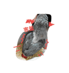 bird tachi（個別スタンプ：7）