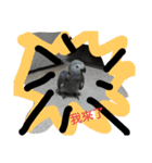 bird tachi（個別スタンプ：8）