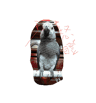 bird tachi（個別スタンプ：9）