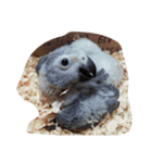 bird tachi（個別スタンプ：10）