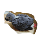 bird tachi（個別スタンプ：11）