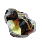 bird tachi（個別スタンプ：12）