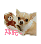 Chihuahua baby .（個別スタンプ：1）