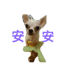 Chihuahua baby .（個別スタンプ：2）