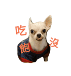 Chihuahua baby .（個別スタンプ：3）