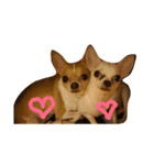 Chihuahua baby .（個別スタンプ：5）