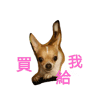 Chihuahua baby .（個別スタンプ：6）