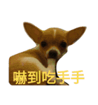 Chihuahua baby .（個別スタンプ：9）