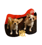 Chihuahua baby .（個別スタンプ：13）