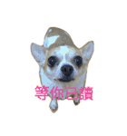 Chihuahua baby .（個別スタンプ：16）