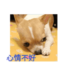 Chihuahua baby .（個別スタンプ：18）