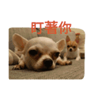 Chihuahua baby .（個別スタンプ：19）