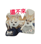 Chihuahua baby .（個別スタンプ：21）