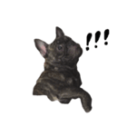 The day of the French Bulldog（個別スタンプ：1）