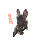 The day of the French Bulldog（個別スタンプ：2）