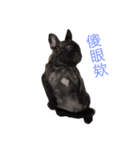 The day of the French Bulldog（個別スタンプ：3）