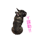 The day of the French Bulldog（個別スタンプ：4）