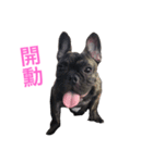 The day of the French Bulldog（個別スタンプ：5）