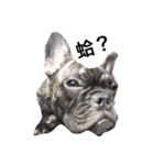 The day of the French Bulldog（個別スタンプ：6）