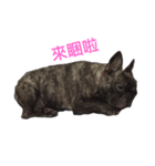 The day of the French Bulldog（個別スタンプ：7）