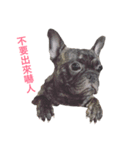 The day of the French Bulldog（個別スタンプ：8）