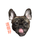 The day of the French Bulldog（個別スタンプ：9）