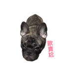 The day of the French Bulldog（個別スタンプ：10）
