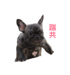 The day of the French Bulldog（個別スタンプ：11）