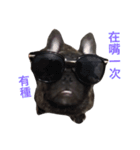 The day of the French Bulldog（個別スタンプ：12）