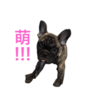 The day of the French Bulldog（個別スタンプ：13）