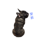 The day of the French Bulldog（個別スタンプ：14）