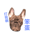 The day of the French Bulldog（個別スタンプ：15）