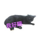 Adorkable Cat Daily（個別スタンプ：1）