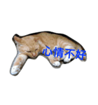 Adorkable Cat Daily（個別スタンプ：6）
