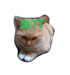 Adorkable Cat Daily（個別スタンプ：7）