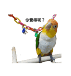 The story of two dogs and bird（個別スタンプ：1）