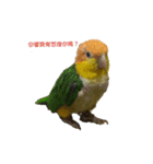 The story of two dogs and bird（個別スタンプ：2）