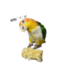 The story of two dogs and bird（個別スタンプ：3）
