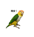 The story of two dogs and bird（個別スタンプ：11）