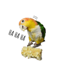 The story of two dogs and bird（個別スタンプ：13）