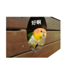 The story of two dogs and bird（個別スタンプ：15）