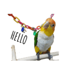 The story of two dogs and bird（個別スタンプ：16）