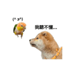 The story of two dogs and bird（個別スタンプ：20）