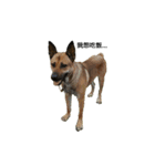 The story of two dogs and bird（個別スタンプ：21）