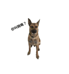 The story of two dogs and bird（個別スタンプ：23）