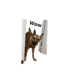 The story of two dogs and bird（個別スタンプ：24）