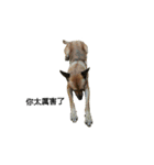 The story of two dogs and bird（個別スタンプ：25）