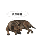 The story of two dogs and bird（個別スタンプ：26）